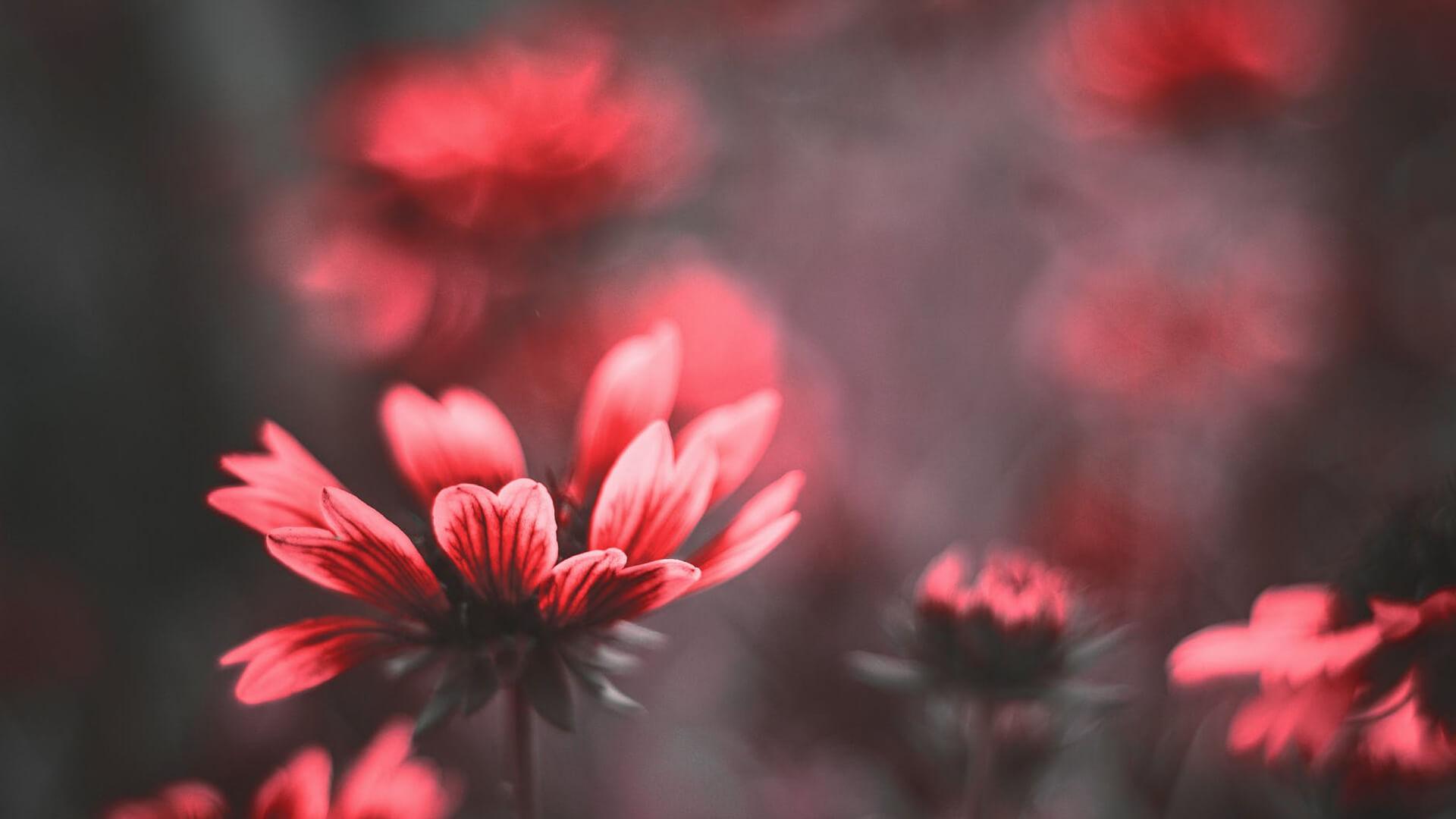 Red flowers