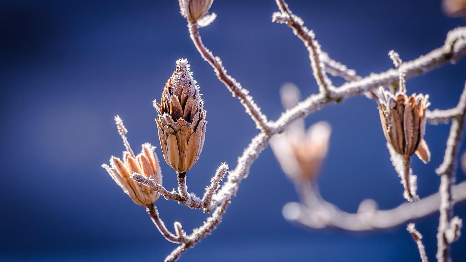 A fozen branch wit blue backgound